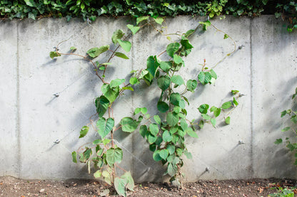 Greenkit Net Ma boutique